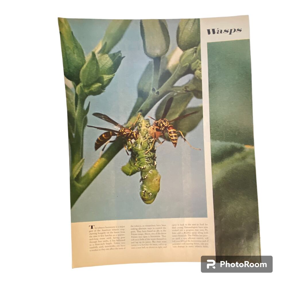 Vtg Color Wasps Print Natural Insect Allies May 11 1962 Frame Ready